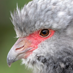head of beautiful Southern screamer in wildlife, close-up view