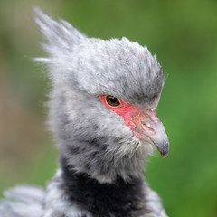 head of beautiful Southern screamer in wildlife, close-up view