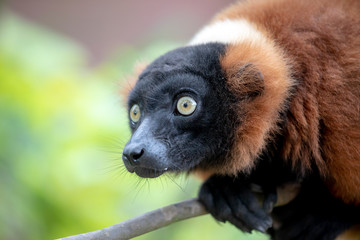 close-up view of beautiful wild Red lemur in nature