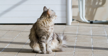 Adorable pet of livestock with long hair, siberian purebred cat