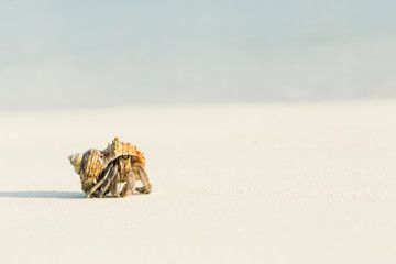 Fototapeta na wymiar Small hermit crab walking on sand