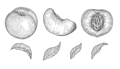 Hand drawn sketch style peach fruit set. Vintage eco food vector illustration. Ripe peach, peach slices. White background.