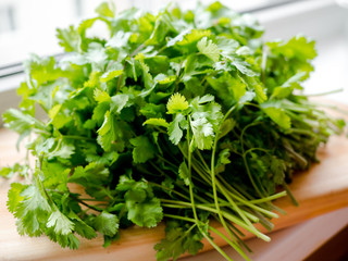 Green coriander plants, cilantro or Chinese parsley, Fresh green coriander vegetable.