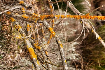 Dry tree branches with moss texture