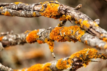 Dry tree branches with moss texture