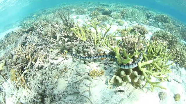 Banded Sea Krait Swimming in Shallows of Raja Ampat