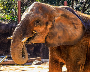 Fototapeta na wymiar An African elephant eats hay in an inclosure at a zoo