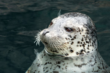 Harbor seal (Phoca vitulina)   Alaska © Tom
