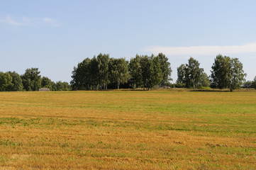 Yellow meadow, birch trees