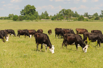 Cows grazing on a meadow