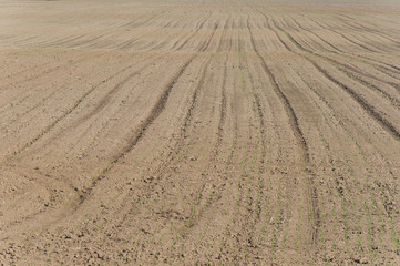 Naklejka premium Plowed field background