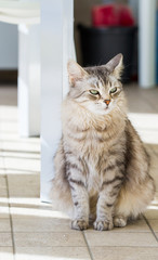 Adorable pet of livestock with long hair, siberian purebred silver cat