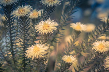 Obraz premium Phylica pubescens, also known as Featherhead, veerkoppie and Flannel Flower. This plant is great at providing food for bees.