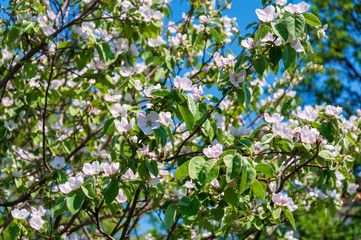 white spring flowers of apple tree
