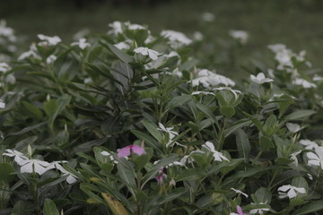 plants in the garden