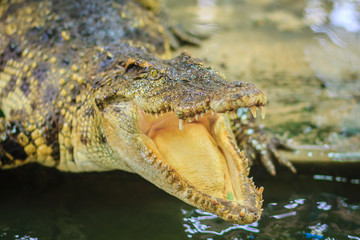 Crocodile open jaws ready to strike