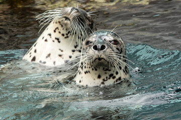 Harbor seal (Phoca vitulina)   Alaska © Tom