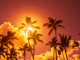 Fototapeta na wymiar Silhouette of coconut palm trees on sky background with sun down