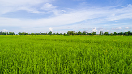 Farming season
