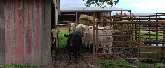 Five white calves and  one black calf in open pen. Concrete water trough, hay feeder and squeeze...