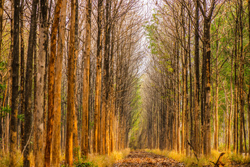Deciduous trees 6