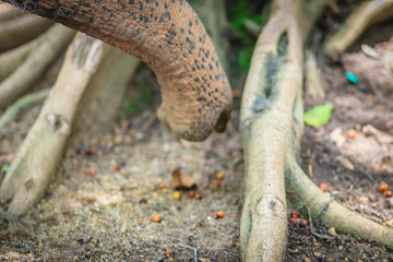 Albino elephant nose sniffing around and searching for food on dusty ground root tree.
