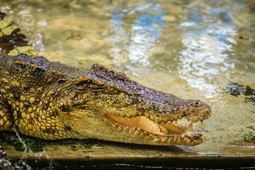 Crocodile open jaws ready to strike