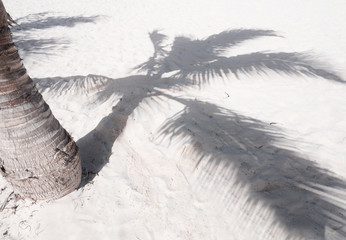 Coconut palm tree casting shadow on white sand on tropical beach