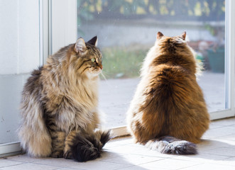 Pets of livestock with long hair, siberian purebred cats