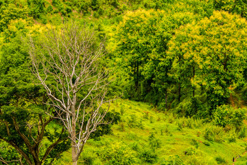 Green of the rainy season 21