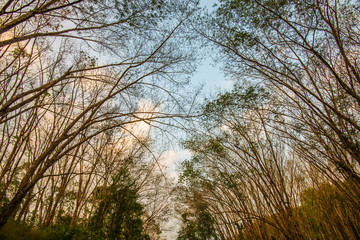 Fototapeta premium Rubber plantation in southern Thailand.6