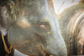 Old and skinny elephant is chained and look very pitiful.