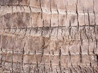 Coconut palm tree bark background