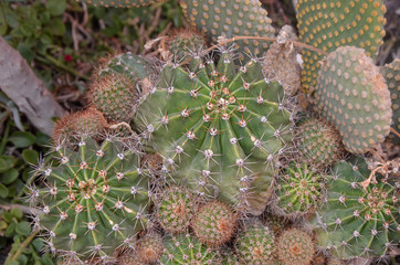 Kaktus in der Wüste