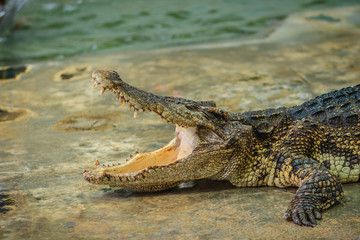 Crocodile open jaws ready to strike