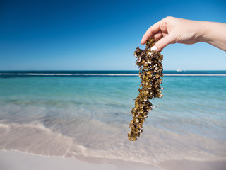 Woman holding sargassum seaweed on tropical beach © photopixel