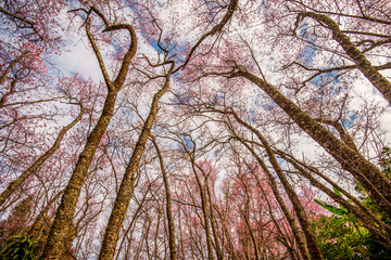 Obraz premium Day of seasonal flowers in full bloom.21