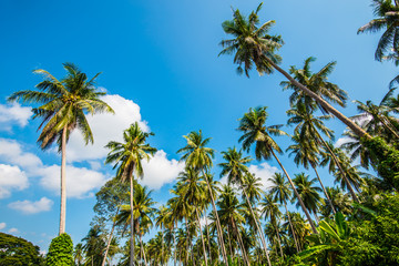 Obraz premium Afternoon in the garden with coconut trees.3