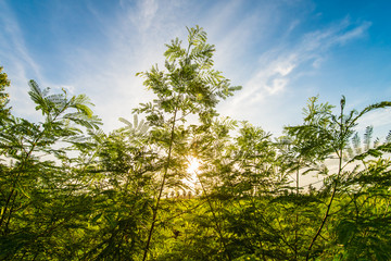 Thailand's Countryside12