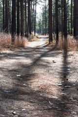 winding dirt hiking path through the words in Georgia