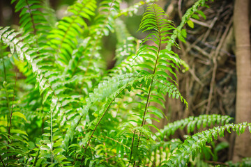 Fresh green leaves of fern in the backyard garden. Detail of beautiful green fern leaves in nature