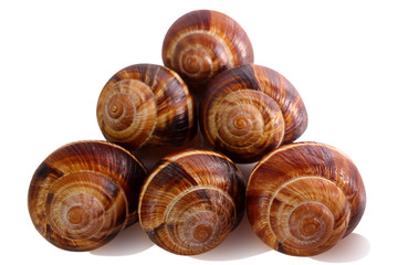 shell on a white background, helix pomatia also Roman snail, Burgundy snail, edible snail or escargot, is a species of large, edible,  a terrestrial pulmonate gastropod mollusk in the family Helicidae