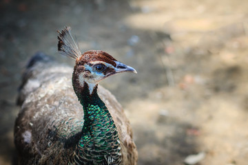 Young peacock male with blue plumage in peacock breeding farm. Beautiful young peafowl male in the...