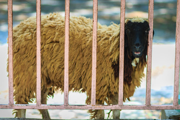 Black head and brown hair sheep during escape the cage fence.