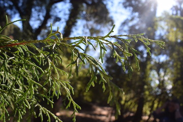 Natureza nos pequenos detalhes