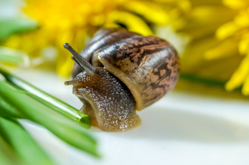Closeup of a snail in the Studio on a white glossy surface and blurred background in yellow and green