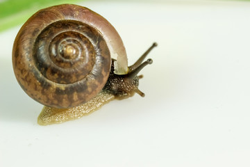 Closeup of a snail in the Studio on a white glossy surface and blurred background in yellow and green