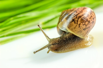 Closeup of a snail in the Studio on a white glossy surface and blurred background in yellow and green