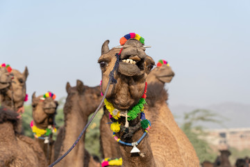 Camels in desert Thar during Pushkar Camel Fair, Rajasthan, India