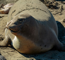 Elephant Seal Cow